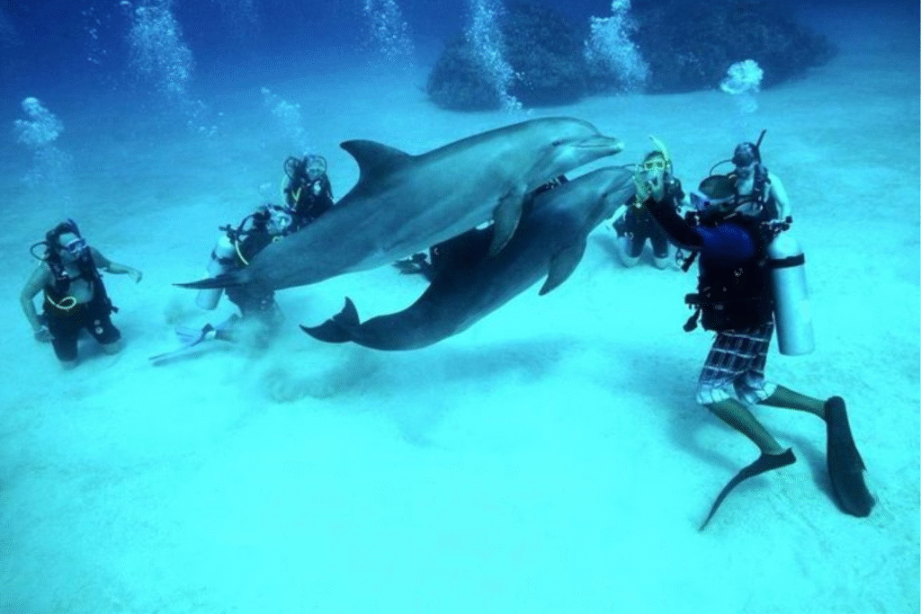 Diving Hurghada
