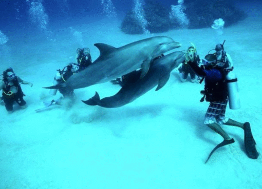 Diving Hurghada