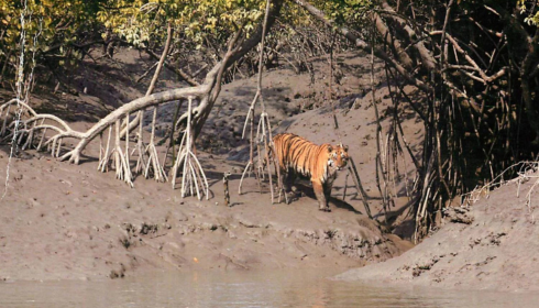 Discover the Wild Beauty of Sundarban with the Right Tour Package