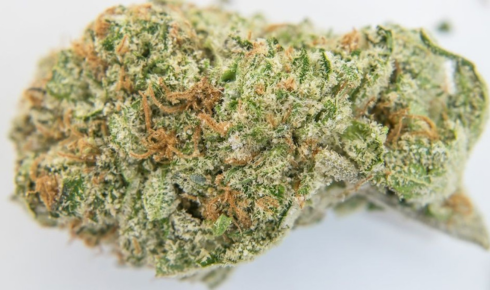 OG Kush in Canada: The Legendary Strain That Never Goes Out of Style