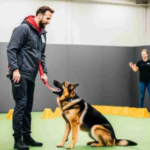 Leash Control Coaching for Dogs Phoenix: Real-World Training That Works